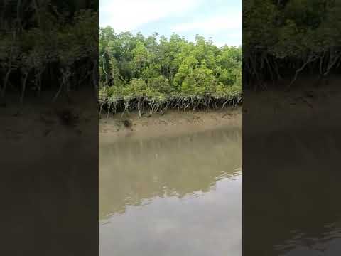 sundarban #video #viral #videos #viralvideo #viralshort #vlog #viralvideos #vtuber  #trending