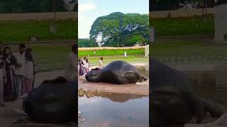 Mysore Dasara elephants relaxing #shortsfeed #mysoredasara #elephant #relaxing