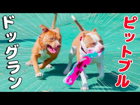 ピットブルの親子とドッグラン&カフェ！わんわんプレートに大喜び！【アメリカンピットブル】 (American Pitbull)