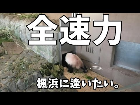 全速力で帰りたい・・・【楓浜に逢いたい。2024/07/28】