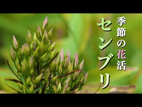 【季節の花】 9月 咲き始めのセンブリを探しに 栃木県矢板市 山の駅たかはら