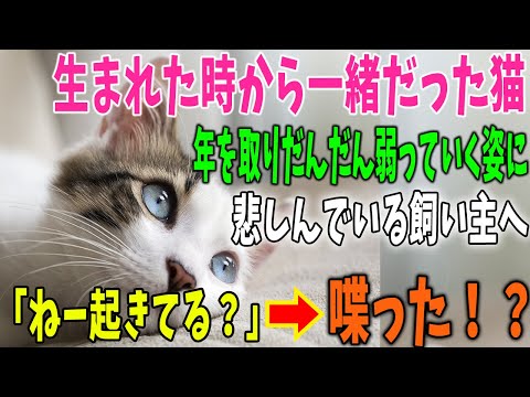 【猫の不思議な話】生まれた時から一緒に過ごしてきた飼い猫。年を取りだんだん弱っていく姿に悲しんでいる飼い主へ、猫がした究極のサプライズとは…→「ね～起きてる？」→「え！？」【感動】