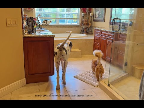 Funny Cat Strolls Tails Up With Great Dane Puppy To The Treat Jar