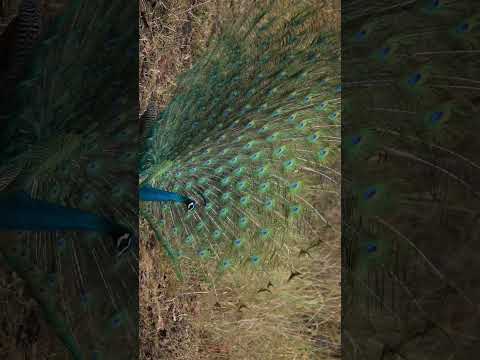 Peacock in full plumage | pench tiger reserve