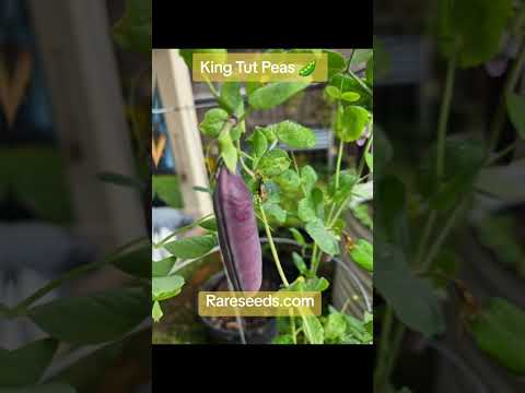 Amazing Peas From Baker Creek || DHBG #gardenplants #gardeningforbeginners