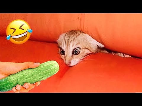 Naughty animals will make you laugh to die 😅