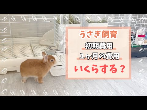 うさぎ飼育を始めるのにかかる費用出してみた / １ヶ月のランニングコストは？【ネザーランドドワーフのコッペ】