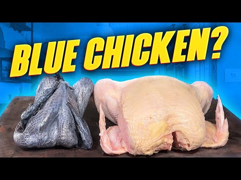 This Chicken is Blue??