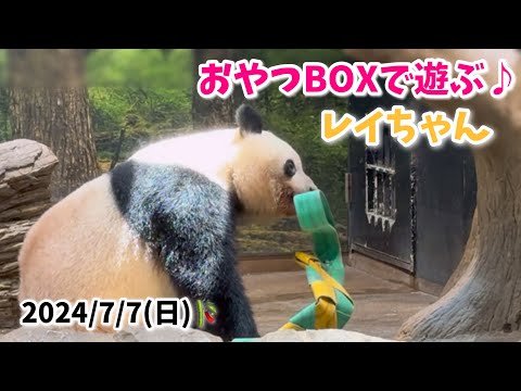 【七夕仕様⁈🎋おやつBOXで遊ぶレイちゃん🐼＆へそ天可愛いシャオくん🐼💤】〜2024/7/7(日)上野動物園〜