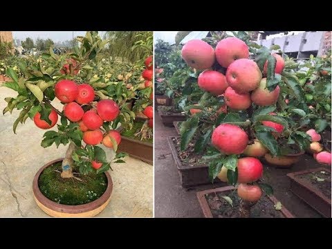 Growing Apples by seeds in Pots at home easily