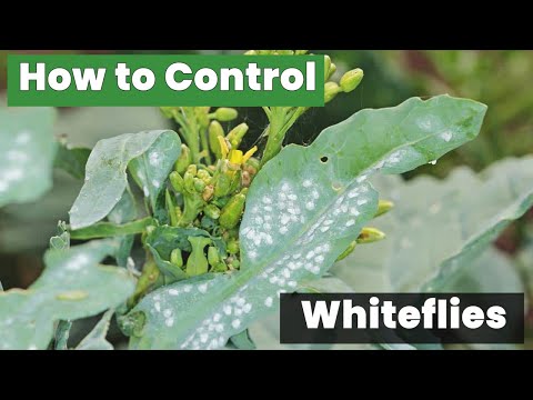 How to Control Whiteflies Without Harmful Chemicals