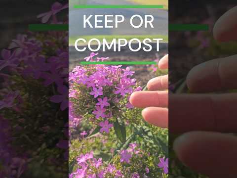 KEEP OR COMPOST?! - Purple Basil!