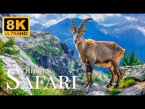 Hidden Safari 8K ULTRA HD🐾Rare Animal Moments With Gentle Piano