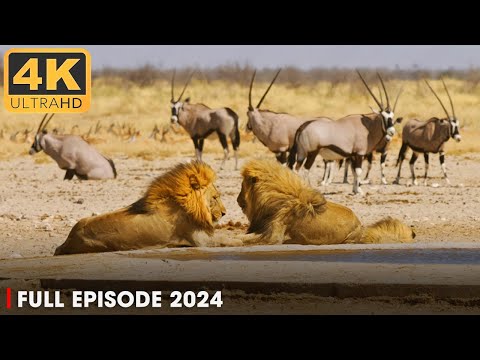 WILD AFRICA | Battle for Survival in Predator Territory  |  Nature Animal Documentary