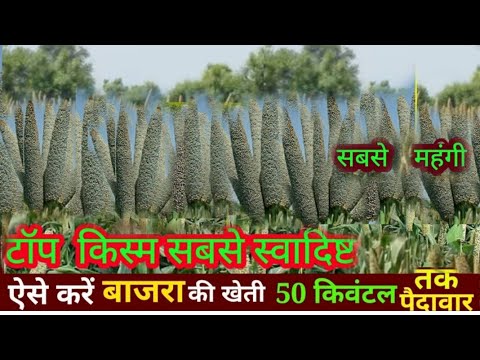 Bajra ki kheti kaise kare // बाजरा का सबसे अच्छे बीज // Top variety of millet // bajre ka top beej