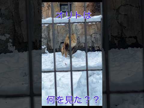 オリトは何に恐怖した！？ #lion #ライオン #shorts  #旭山動物園