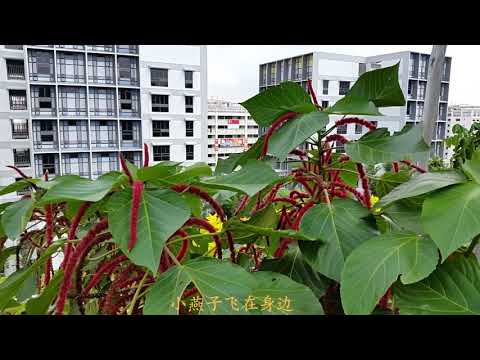 Kampung Admiralty Rooftop Garden --(最高峰HD)