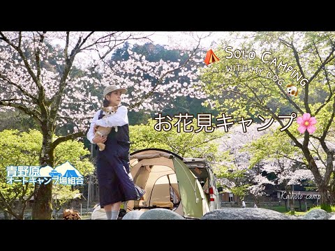 【50代女子ソロキャンプ】満開！お花見キャンプ｜青野原オートキャンプ場｜Solo camping with my dog, Vlog［40］