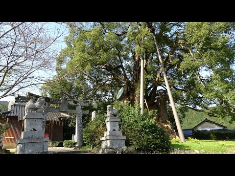 本庄の大楠【大楠神社】福岡県築上郡築上町本庄