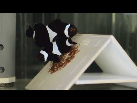 黑公子小丑護卵A pair of Amphiprion ocellaris  guard a clutch of brown eggs.8k