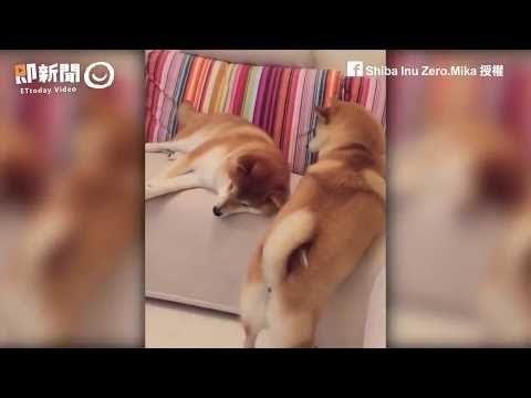 2 dogs, so funny