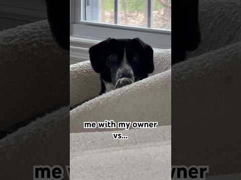 Domino with me vs. with everyone else 😑 #beagle #bordercollie #dogvideos #funnyshorts #funnydogs