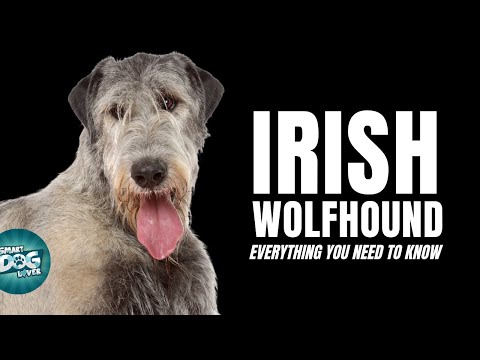 Irish Wolfhound Dogs 101 | Everything You Need To Know