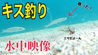 【キス釣り】水中映像！キスの捕食シーンからヒットシーンまで完全収録！！