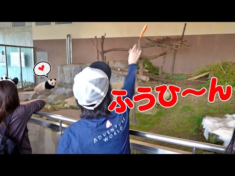 パンダふうひん😍動かぬ石モードから急変😂飼育員さんの声でおやつパラダイス突入🍎🎉