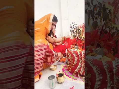 Tulsi🌿Vivah #tulsivivah 🙏🏻#viral #tulsipujavidhi #tulsivivah2024 #yt #ytshots #shortsfeed #shorts