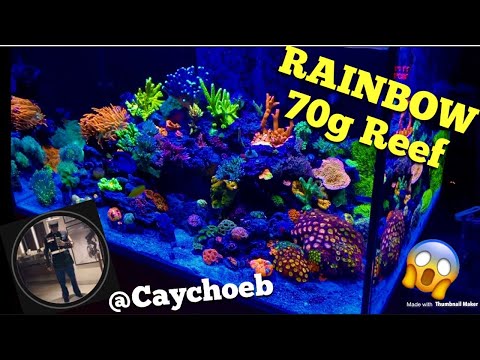 Rainbow 70g ReefTank