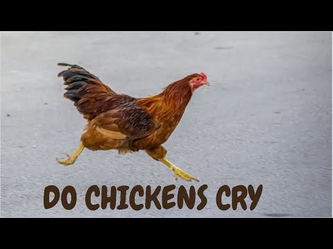 Do Chickens Cry