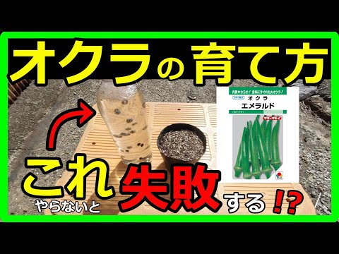 【オクラの育て方】初心者でも大丈夫！誰でも出来る失敗しないオクラの栽培方法を教えます！種まき時期や発芽率をアップさせる方法をご紹介！種取りした種でも大丈夫です！【種まき編】