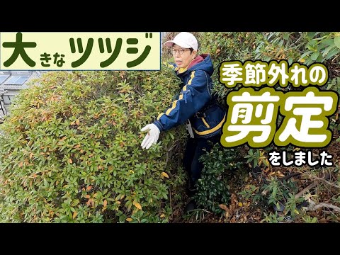 大きくなった平戸ツツジ  小さくしたくて季節外れの剪定をしました