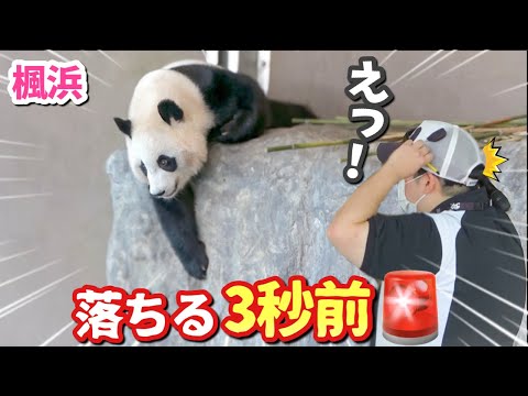 【パンダ🐼アイドル楓浜】妄想タイム？クネクネ回転からの落下🚨