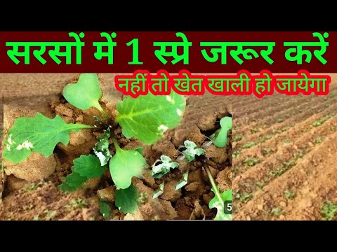 सरसों का धौलिया कीट //  mustard crop insecticide सरसों में एक हल्की स्प्रे जरूर करें 3 सस्ते कीटनाशक