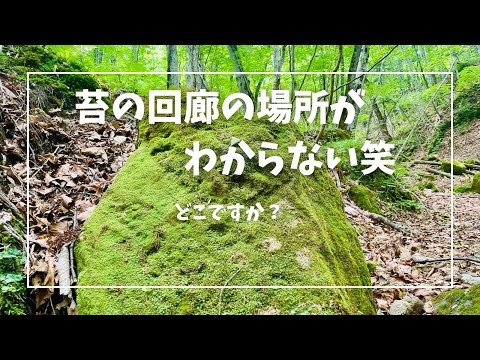 誰か教えて下さい！苔の回廊の行き方笑