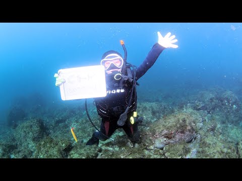 伊豆の海！西湘の海！真鶴 福浦で潜ってきましたよぉ！