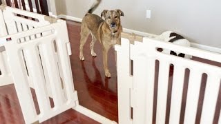 Belgian Malinois Mix and Karelian Bear Dog Mix vs. Richell Convertible Indoor Outdoor Pet Playpen