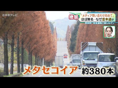 【“ほぼ無名”の絶景】メタセコイア並木　愛知・幸田町