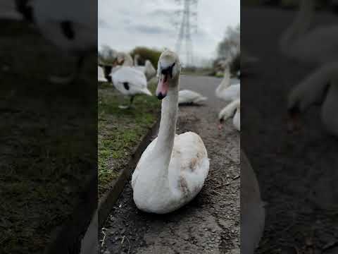 Pictures of the swans #shorts #short