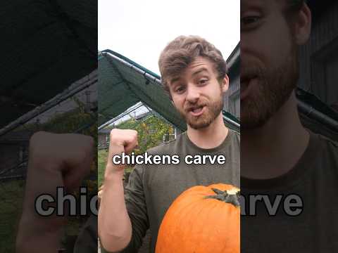 Chickens Carving PUMPKIN! 🎃 How To For Halloween!