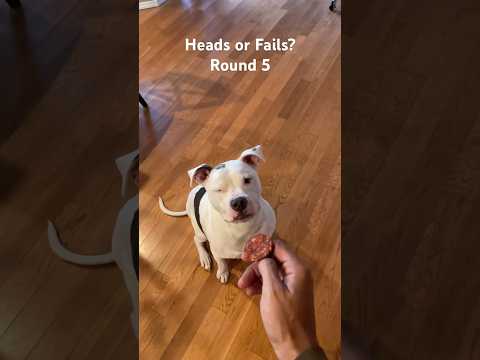 Canine Coin Flip - Heads or Fails? Round 5 #dog #dogfails