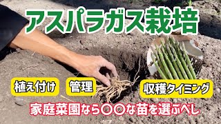 【野菜】アスパラガスの栽培方法を解説！