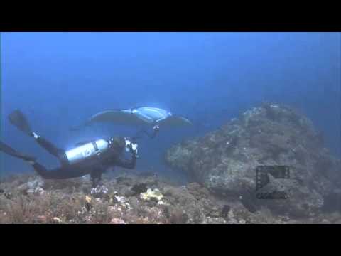 Pelagic Productions - Manta Ray & Diver- Raja Ampat, Papua Province,  Indonesia