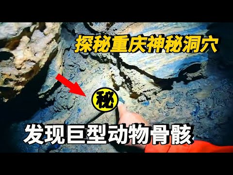 探秘重慶深山神秘洞穴，竟然發現了巨型動物骨骸？真相曝光讓人震驚！