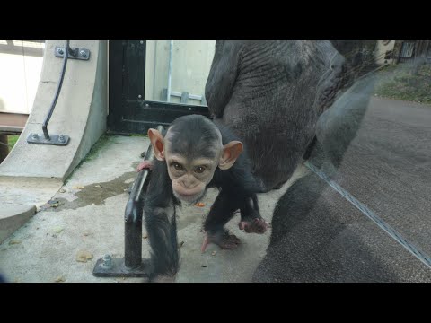 Ellen is too active　Asahiyama Zoo Chimpanzee 202410