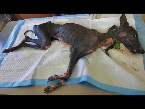 A Heartwarming Story; Saving a Neglected Dog Disregarded for Health and Appearance