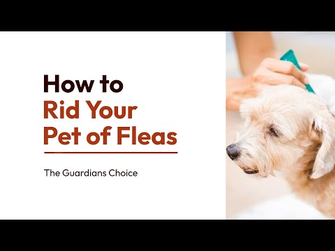 Fleas: How to Get Them Off Your Pet | How to Rid Your Pet of Fleas | The Guardians Choice