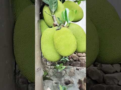 Jackfruit at my garden🏡#garden #jackfruit #fruitlover #gardeningvideos #shorts #trending #vizag